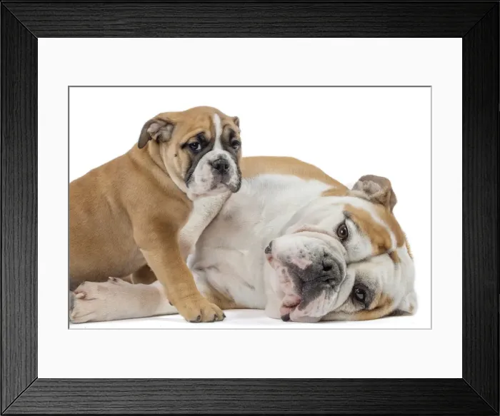 Framed Print : Picture No. 11981230 Framed Print : Picture No. 11981230