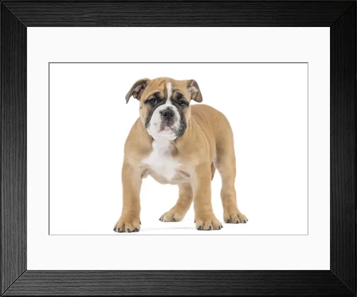 Framed Print : Picture No. 11981231 Framed Print : Picture No. 11981231