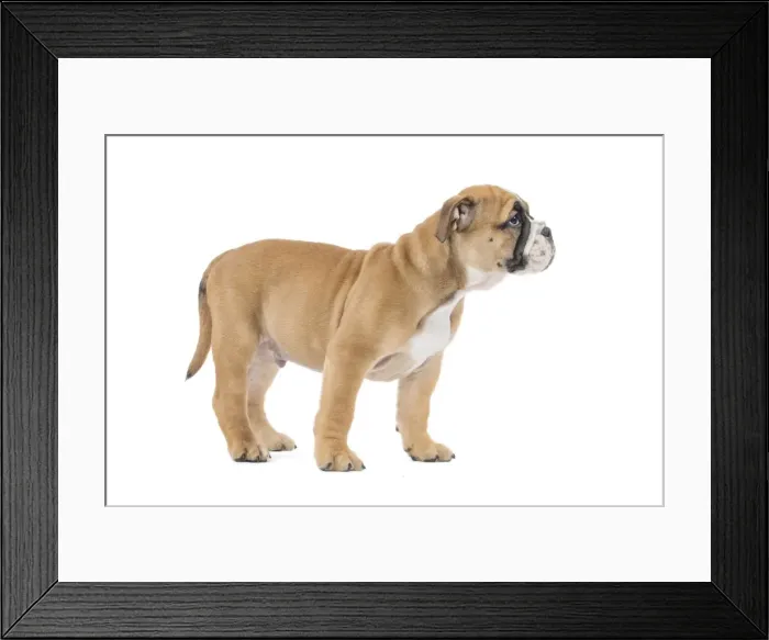 Framed Print : Picture No. 11981232 Framed Print : Picture No. 11981232