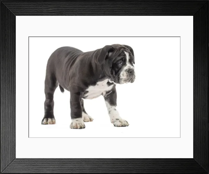 Framed Print : Picture No. 11981233 Framed Print : Picture No. 11981233