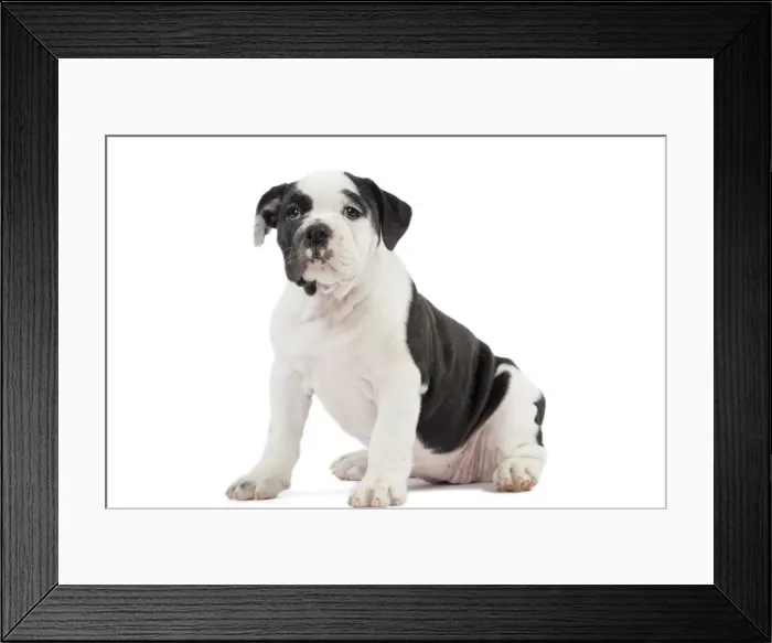 Framed Print : Picture No. 11981234 Framed Print : Picture No. 11981234