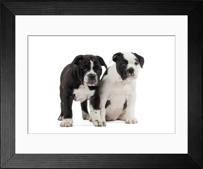 Framed Print : Picture No. 11981235 Framed Print : Picture No. 11981235