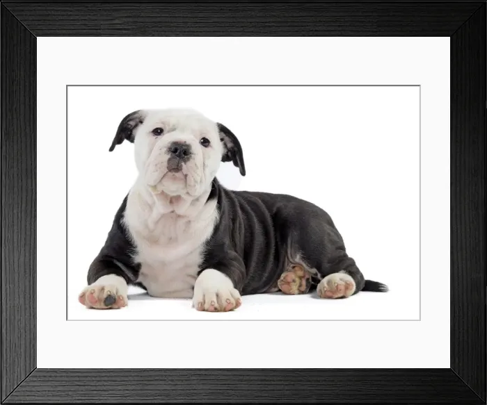 Framed Print : Picture No. 11981236 Framed Print : Picture No. 11981236