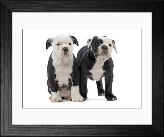 Framed Print : Picture No. 11981237 Framed Print : Picture No. 11981237