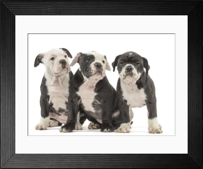 Framed Print : Picture No. 11981239 Framed Print : Picture No. 11981239