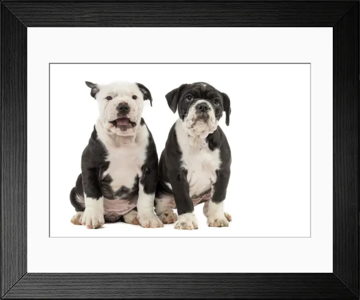 Framed Print : Picture No. 11981240 Framed Print : Picture No. 11981240