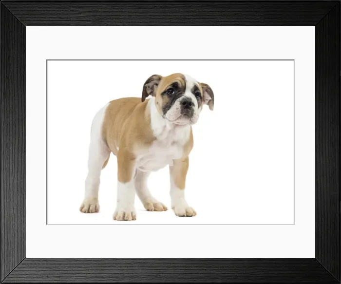 Framed Print : Picture No. 11981241 Framed Print : Picture No. 11981241