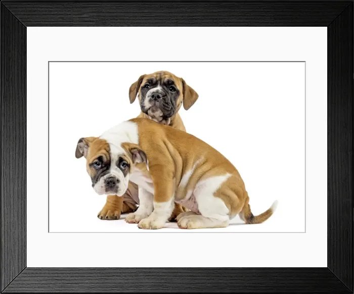 Framed Print : Picture No. 11981242 Framed Print : Picture No. 11981242