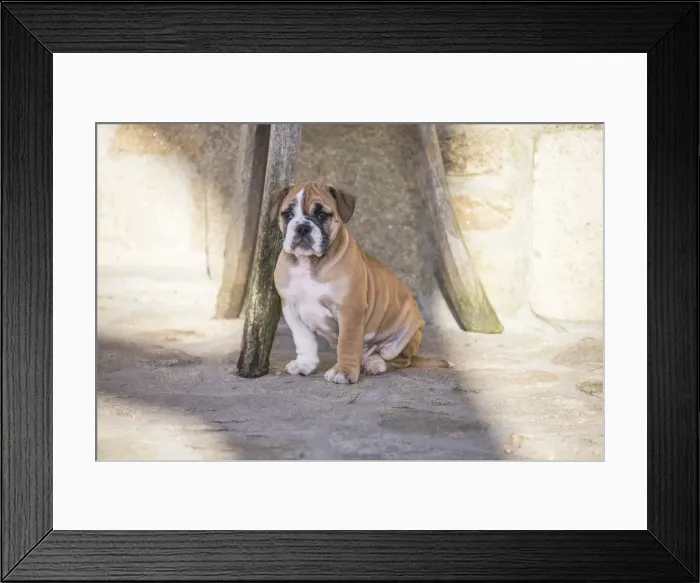 Framed Print : Picture No. 11981243 Framed Print : Picture No. 11981243