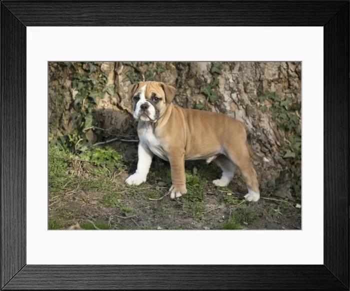 Framed Print : Picture No. 11981245 Framed Print : Picture No. 11981245