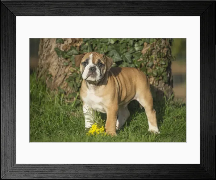 Framed Print : Picture No. 11981246 Framed Print : Picture No. 11981246