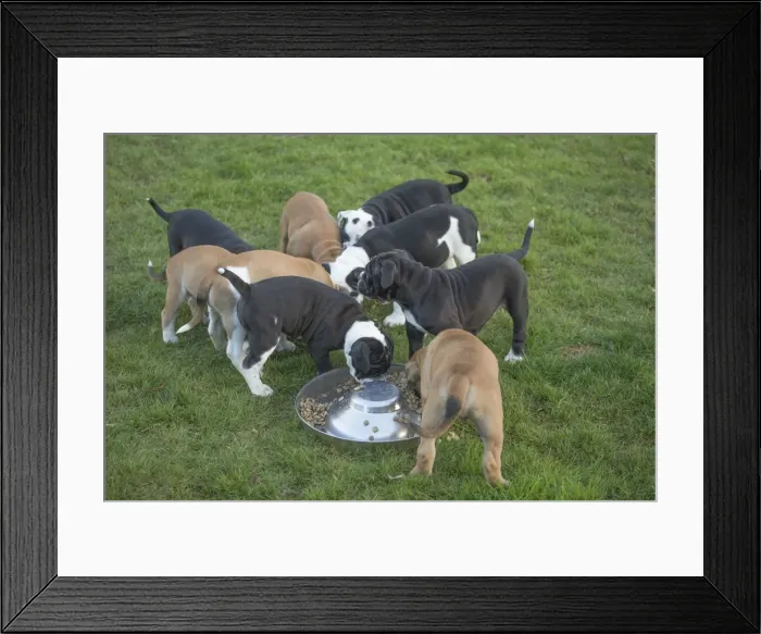 Framed Print : Picture No. 11981247 Framed Print : Picture No. 11981247