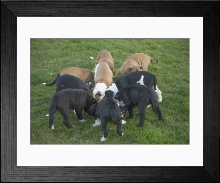 Framed Print : Picture No. 11981248 Framed Print : Picture No. 11981248