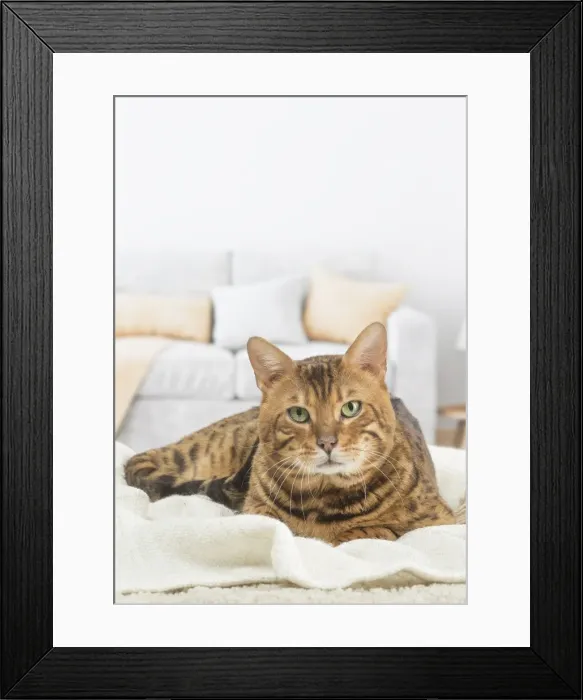 Framed Print : Picture No. 11981250 Framed Print : Picture No. 11981250