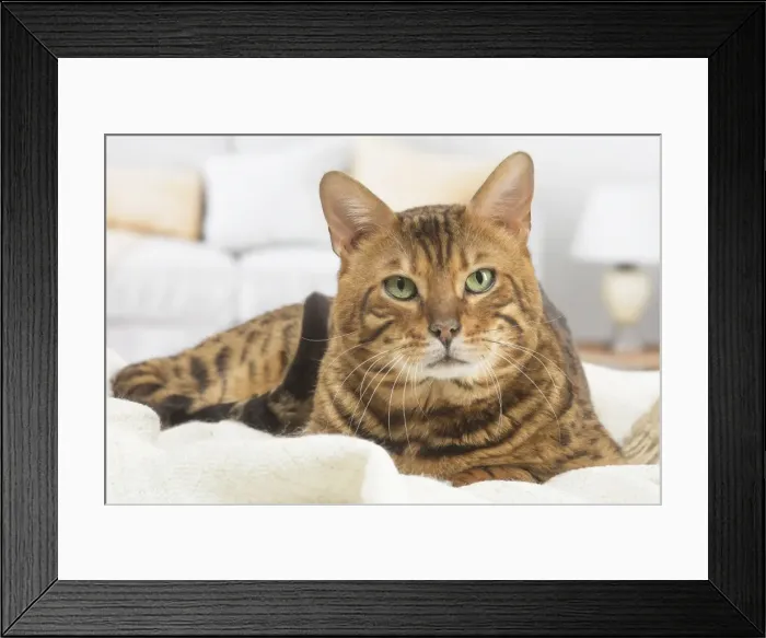 Framed Print : Picture No. 11981251 Framed Print : Picture No. 11981251