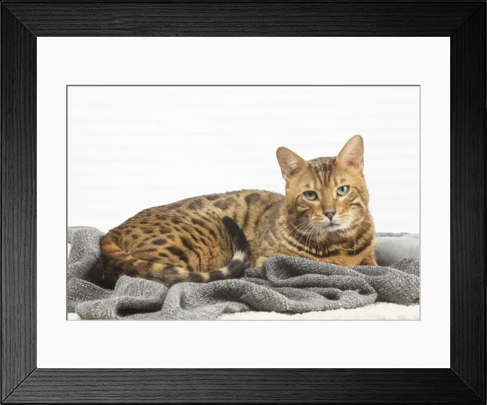 Framed Print : Picture No. 11981252 Framed Print : Picture No. 11981252
