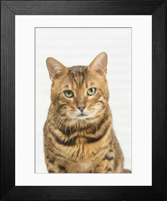 Framed Print : Picture No. 11981253 Framed Print : Picture No. 11981253