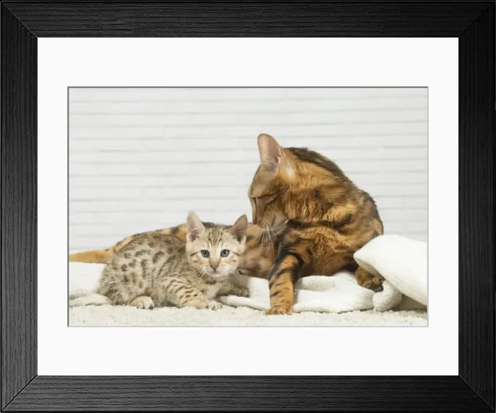Framed Print : Picture No. 11981255 Framed Print : Picture No. 11981255