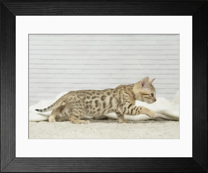 Framed Print : Picture No. 11981257 Framed Print : Picture No. 11981257