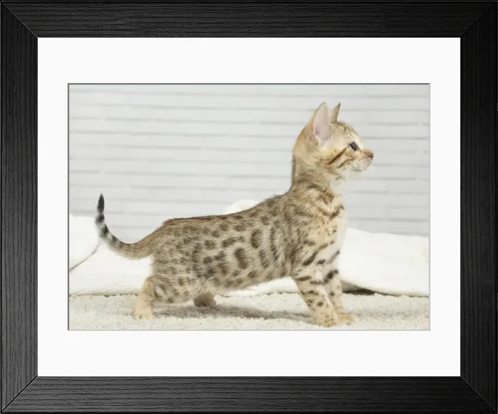 Framed Print : Picture No. 11981258 Framed Print : Picture No. 11981258