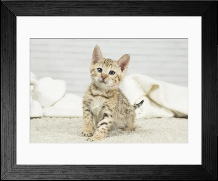 Framed Print : Picture No. 11981259 Framed Print : Picture No. 11981259