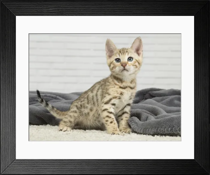 Framed Print : Picture No. 11981260 Framed Print : Picture No. 11981260