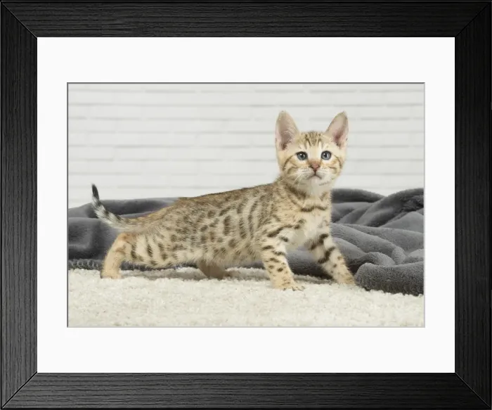 Framed Print : Picture No. 11981261 Framed Print : Picture No. 11981261