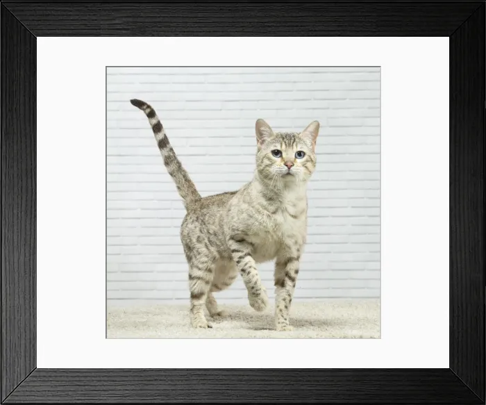 Framed Print : Picture No. 11981262 Framed Print : Picture No. 11981262