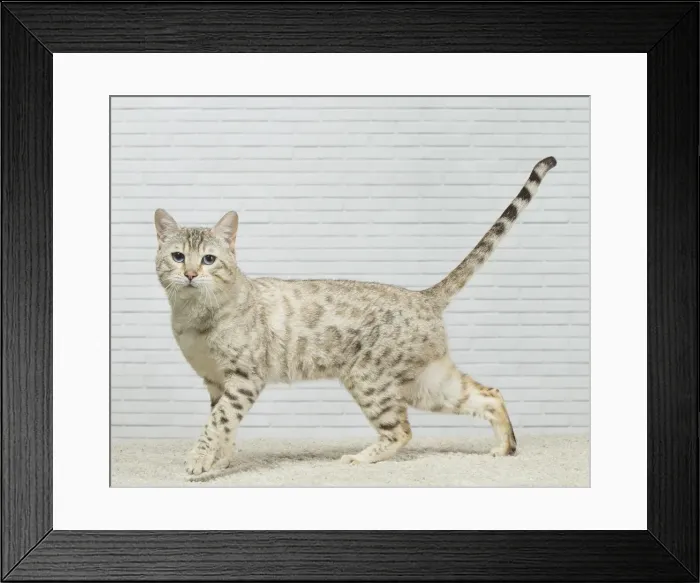 Framed Print : Picture No. 11981263 Framed Print : Picture No. 11981263