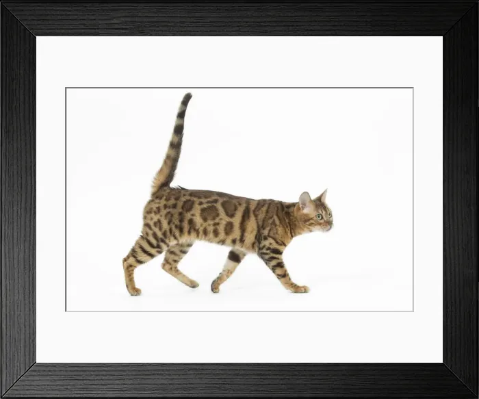 Framed Print : Picture No. 11981264 Framed Print : Picture No. 11981264