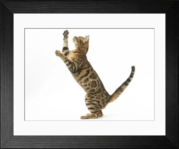 Framed Print : Picture No. 11981265 Framed Print : Picture No. 11981265