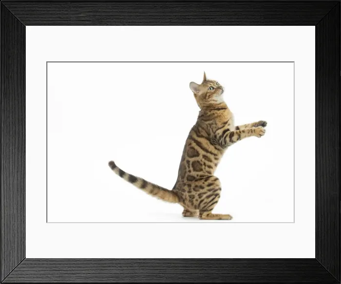 Framed Print : Picture No. 11981266 Framed Print : Picture No. 11981266