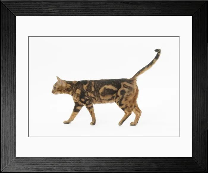Framed Print : Picture No. 11981268 Framed Print : Picture No. 11981268