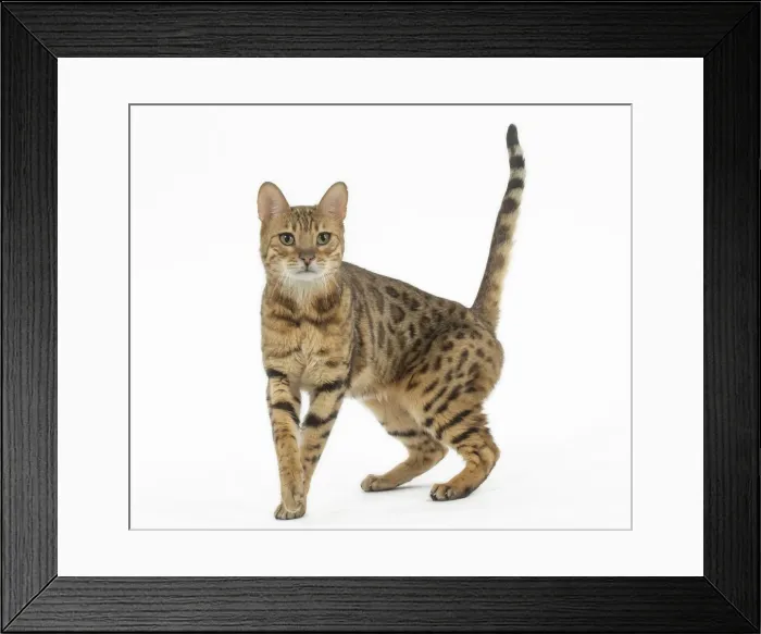 Framed Print : Picture No. 11981269 Framed Print : Picture No. 11981269