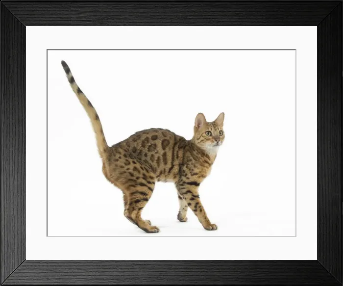 Framed Print : Picture No. 11981271 Framed Print : Picture No. 11981271