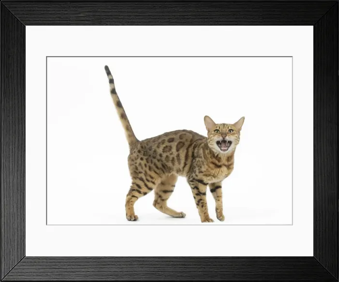 Framed Print : Picture No. 11981272 Framed Print : Picture No. 11981272