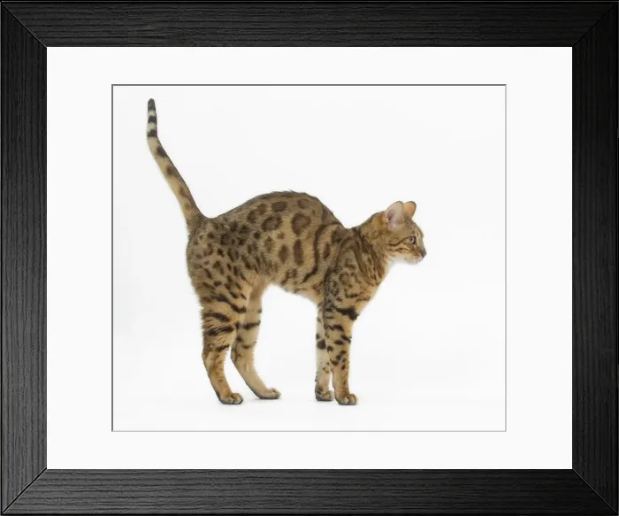 Framed Print : Picture No. 11981273 Framed Print : Picture No. 11981273