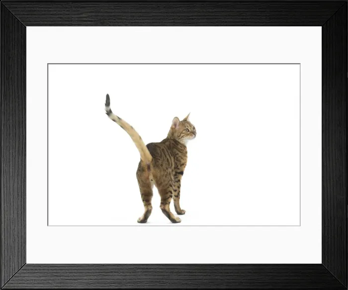 Framed Print : Picture No. 11981274 Framed Print : Picture No. 11981274