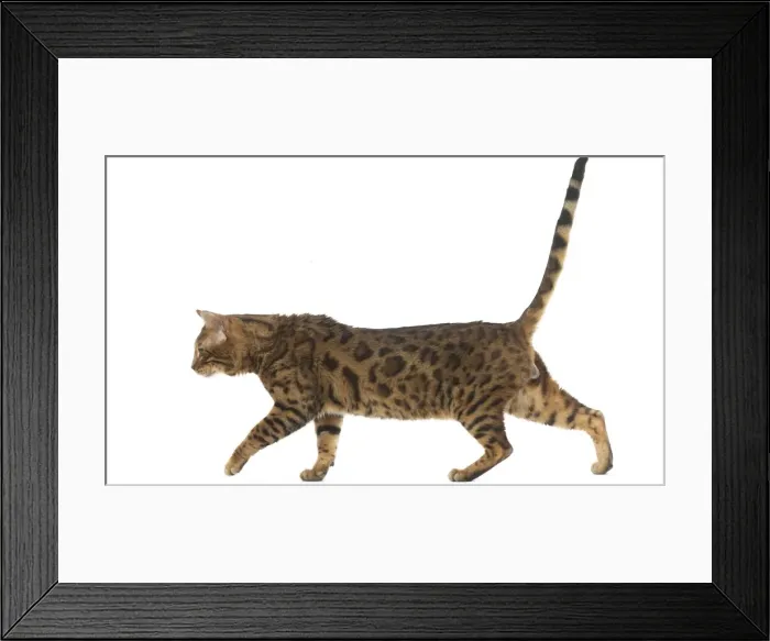 Framed Print : Picture No. 11981275 Framed Print : Picture No. 11981275