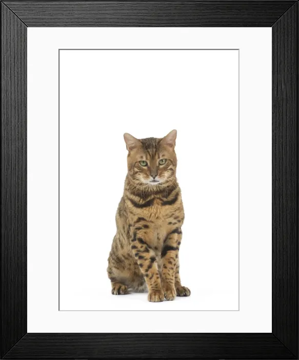 Framed Print : Picture No. 11981276 Framed Print : Picture No. 11981276
