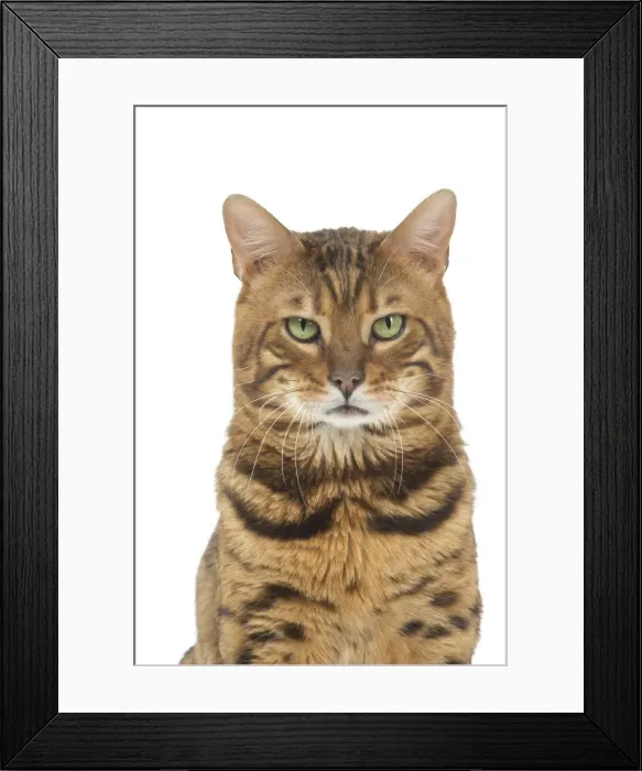 Framed Print : Picture No. 11981277 Framed Print : Picture No. 11981277