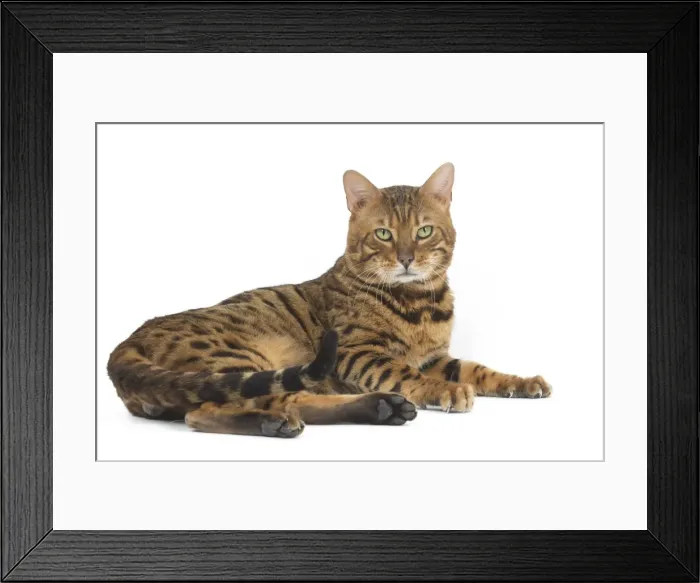 Framed Print : Picture No. 11981278 Framed Print : Picture No. 11981278