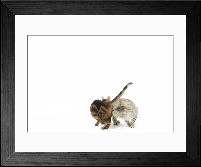 Framed Print : Picture No. 11981279 Framed Print : Picture No. 11981279