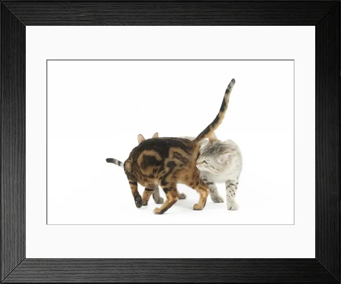 Framed Print : Picture No. 11981280 Framed Print : Picture No. 11981280