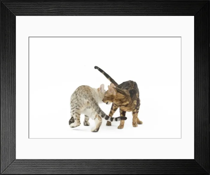 Framed Print : Picture No. 11981281 Framed Print : Picture No. 11981281