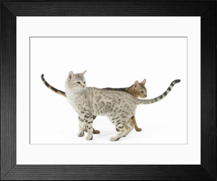 Framed Print : Picture No. 11981282 Framed Print : Picture No. 11981282