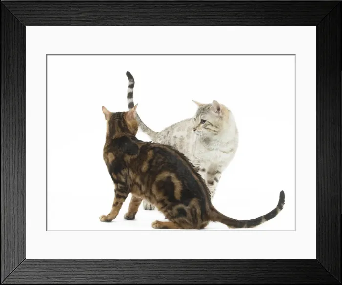 Framed Print : Picture No. 11981283 Framed Print : Picture No. 11981283