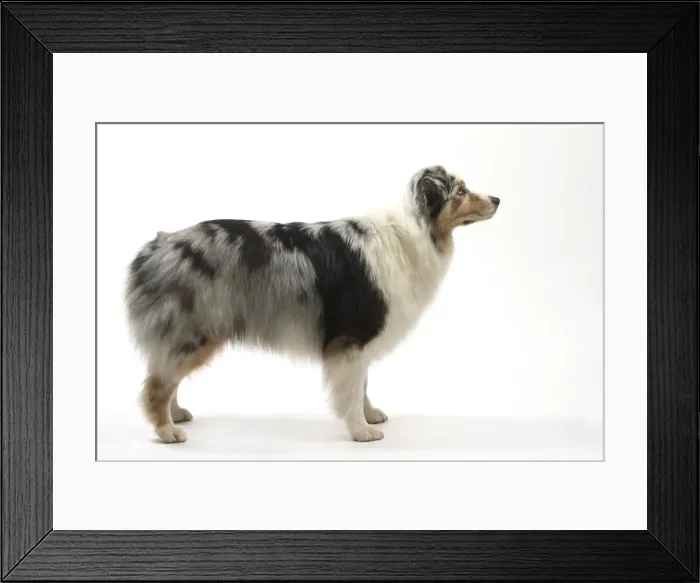 Framed Print : Picture No. 11981286 Framed Print : Picture No. 11981286