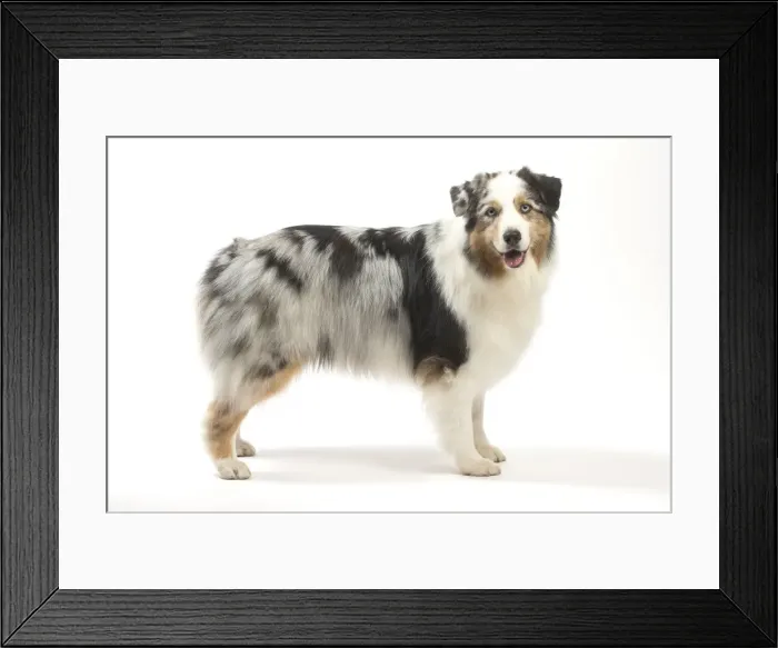 Framed Print : Picture No. 11981287 Framed Print : Picture No. 11981287
