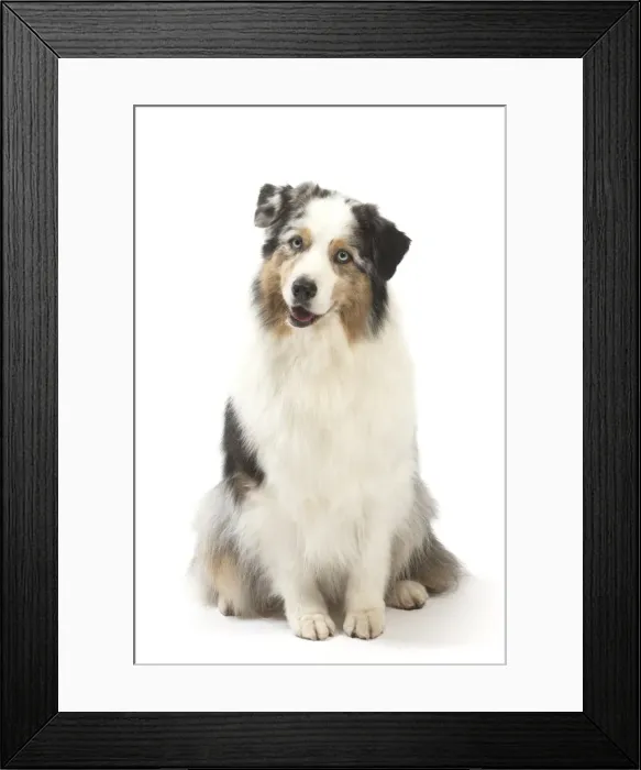 Framed Print : Picture No. 11981289 Framed Print : Picture No. 11981289